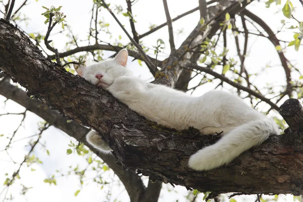 White cat sleep on the tree