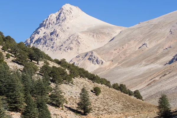 Lebanese cedar tree in the forest peak mountains