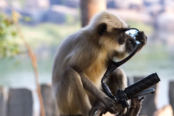 Long-tailed monkey gazing in the mirror of moped.