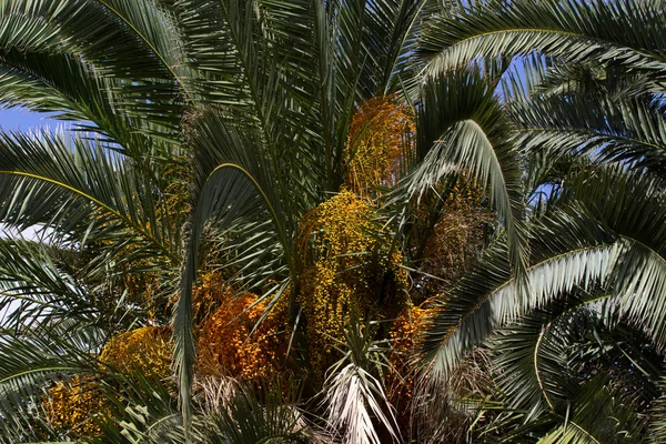 Canary palm tree, Phoenix canariensis. Stock dates  photo