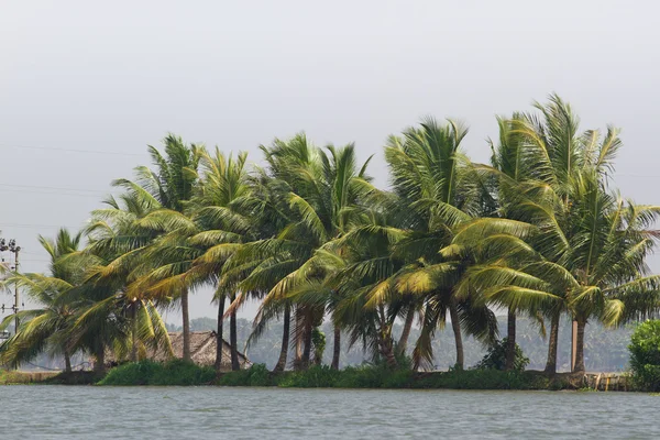 Allepey city on water. Backwater, rice plantation, coconuts palm mango tree. River landscape