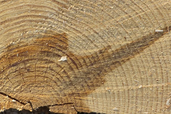 Background of wood round texture