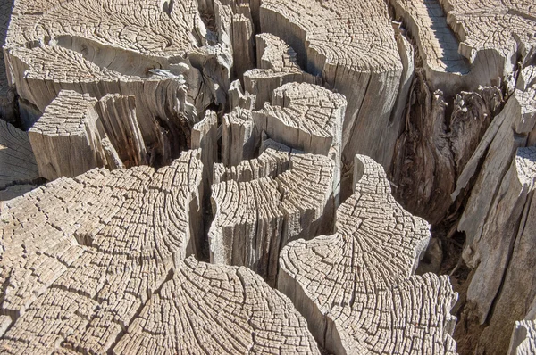 Wood round texture. Cracked juniper. Pine wood background.