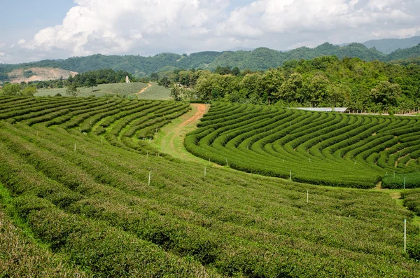 The tea plantation in Thailand
