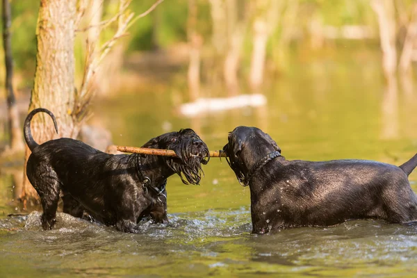 Two Standard Schnauzer dogs in the water