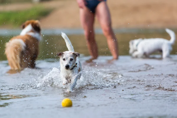 Man plays with dogs in the river