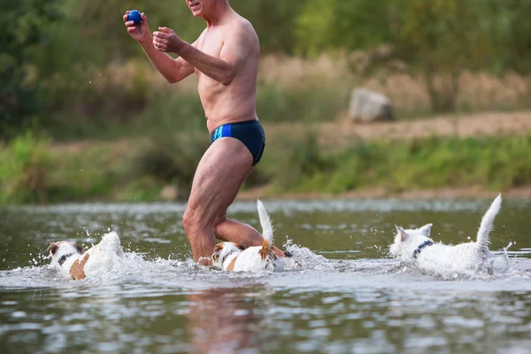 Man plays with dogs in the river