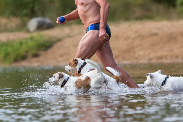 Man plays with dogs in the river