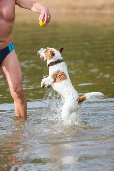 Man plays with a dog in the river
