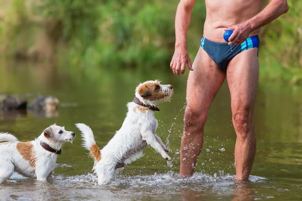 Man plays with dogs in the river