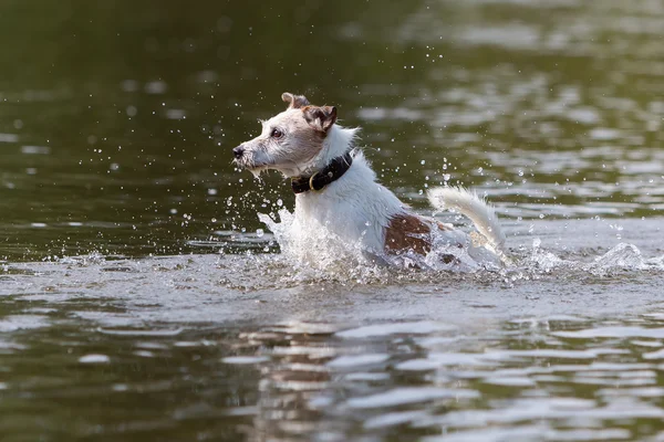 Dog is running in the water