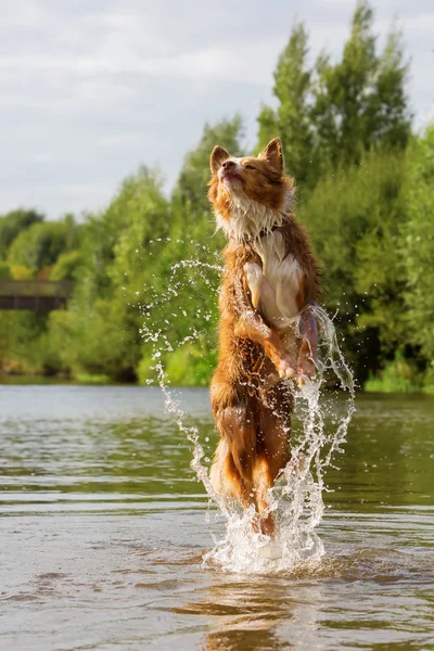 Australian Shepherd dog jumps in a river