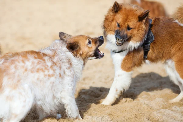 Two aggressive Elo dogs