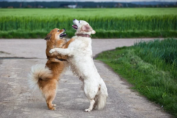 Two dogs hugging each other