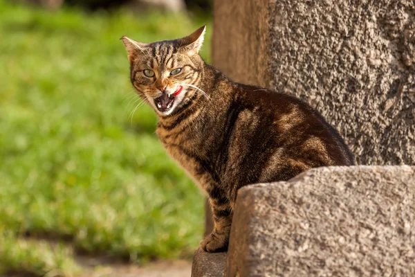 Cat sitting on a stone licking its mouth