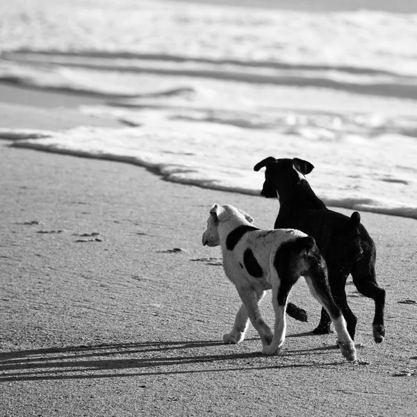 Black and white picture of two dogs at a beach