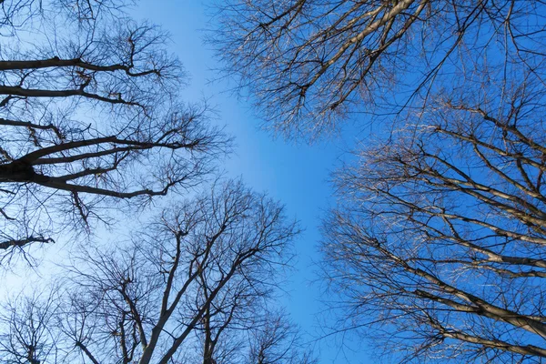 Leafless tree canopy against blue sky