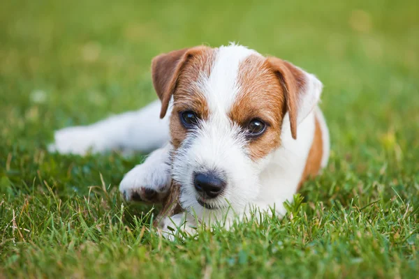 Cute Parson Russell Terrier puppy nibbling at a dog treat