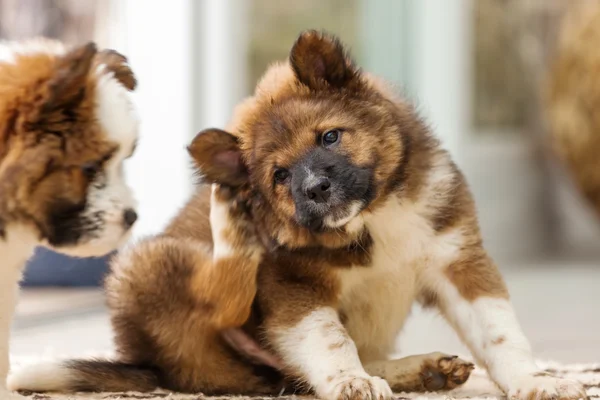 Cute Elo puppy scratching himself behind the ear