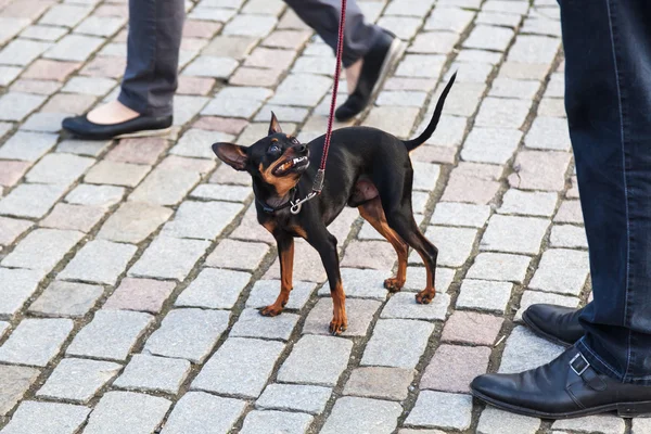 Walking the dog at the leash in the city