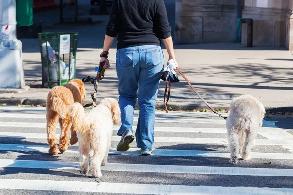 Woman walking three dogs