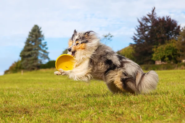 Collie dog jumping for a frisbee