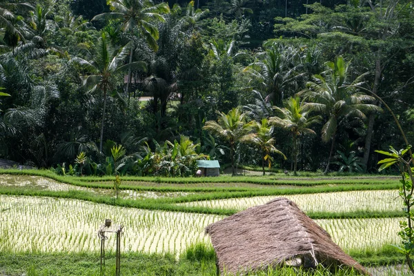 Bali Island, Indonesia