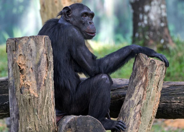 Chimpanzee sitting on the wooden flooring