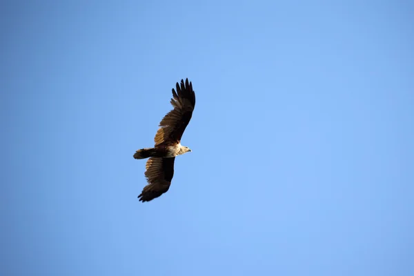Brahminy Kite, in flight