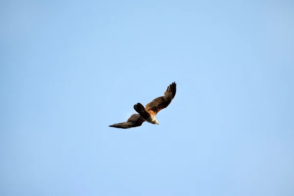 Brahminy Kite, in flight