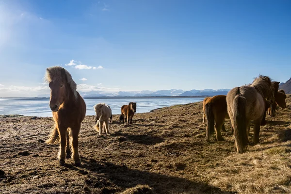 Icelandic ponies