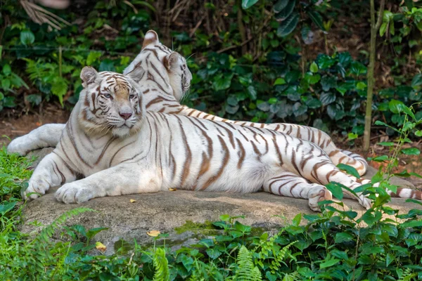 White tigers in nature