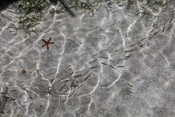 Starfish,seaweeds and fish
