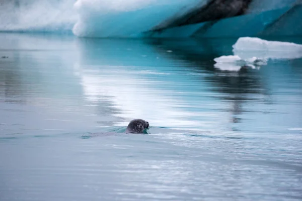 Seal swimming in cold water