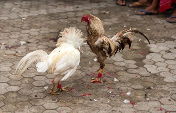Cock-fighting sport in Bali, Indonesia.
