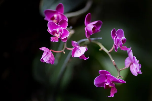 Orchid flower blooming