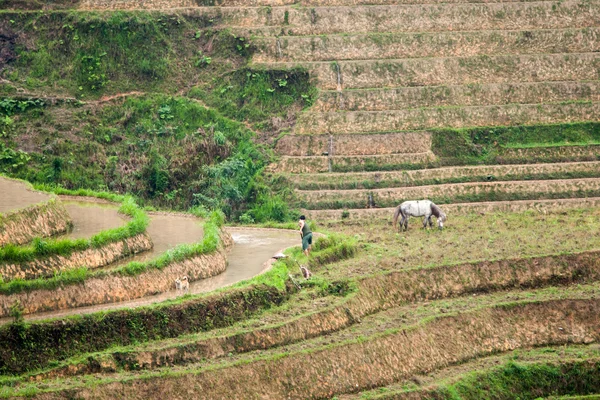 Village and terraced rice fields of the Yao ethnic minority tribes in Longji, China.