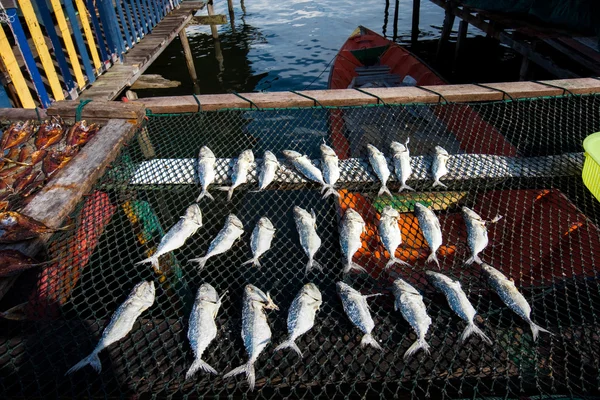 Drying sea food in the sun