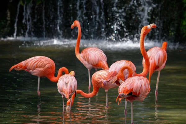 Flock of red Caribbean flamingo