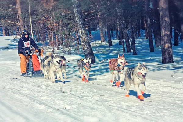 Man musher hiding behind sleigh at sled dog race