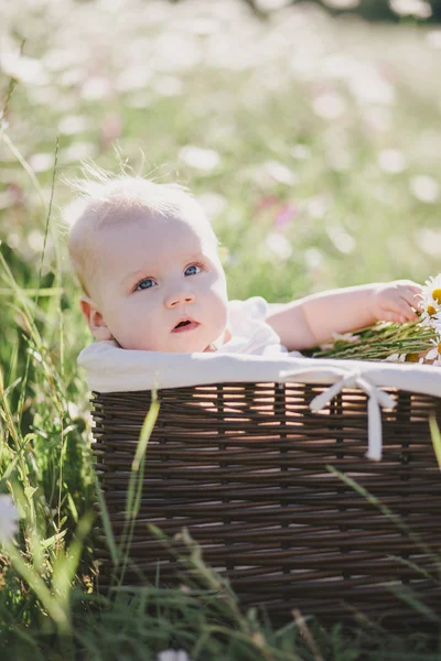 Cute little baby-boy sitting in a brown basket with chamomiles in a chamomile field