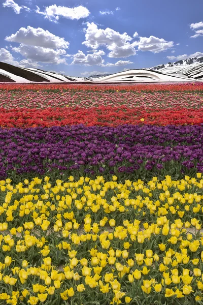 Splash of color in the tulip fields