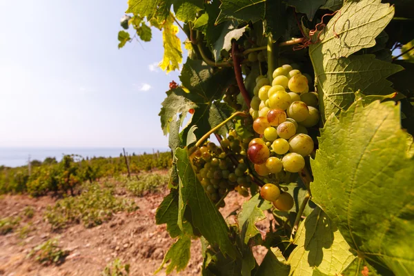 The bunch of grapes at vineyards on sea background