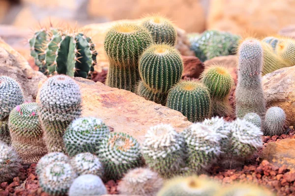 Cactus in desert