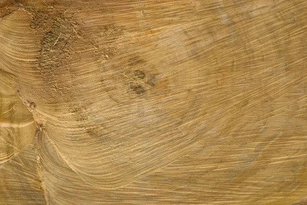 Fragment of the cut away barrel of tree