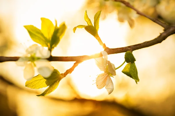 Flowering branch of apple in the rays of the setting sun.