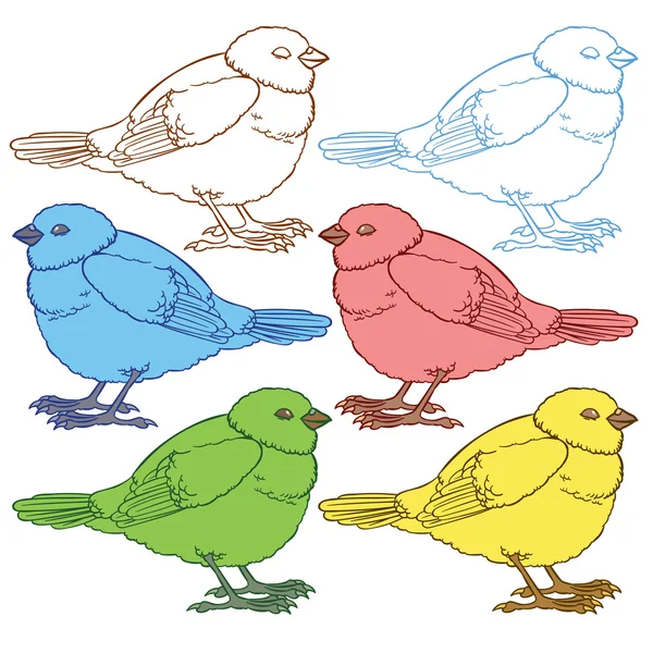 Cute multicolored birds