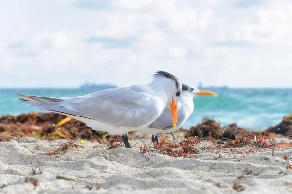 Sea birds on Miami beach, Florida