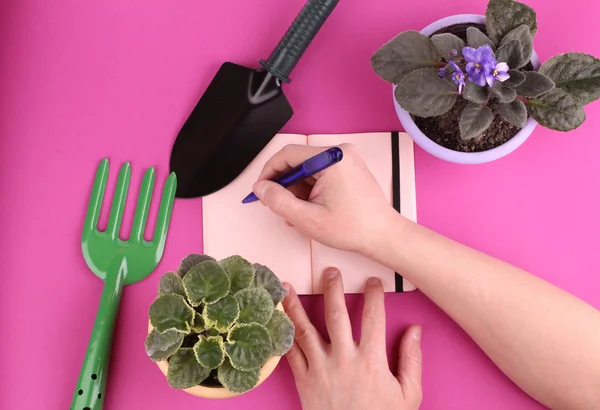 People, gardening, flower planting and profession concept - close up of man or gardener hands planting violet to flower pot at home