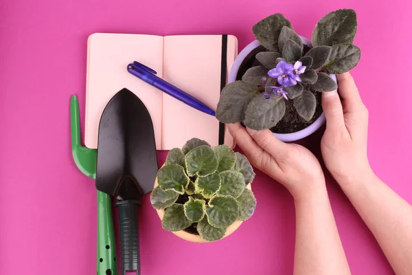 People, gardening, flower planting and profession concept - close up of man or gardener hands planting violet to flower pot at home